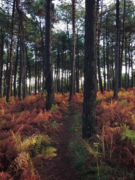 Los Árboles Bosque —  Fotos de Stock