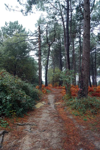 Árvores Floresta — Fotografia de Stock