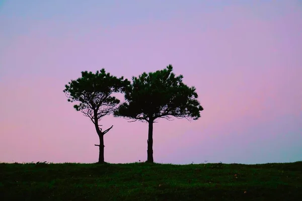 Gli Alberi Nella Foresta — Foto Stock