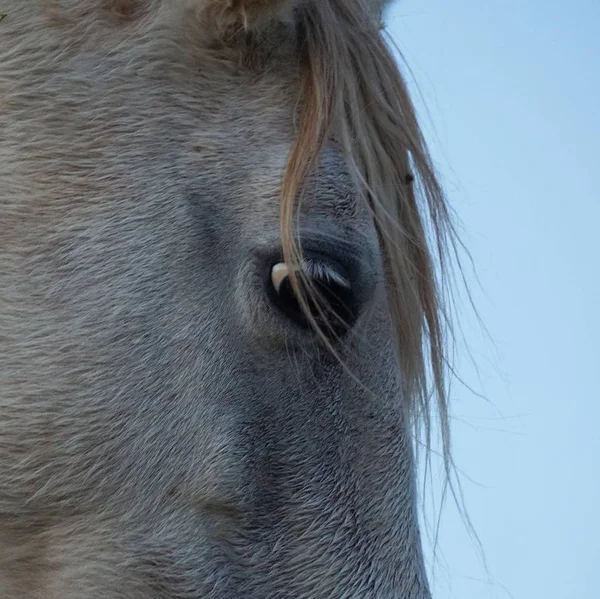 Retrato Cavalo Branco — Fotografia de Stock