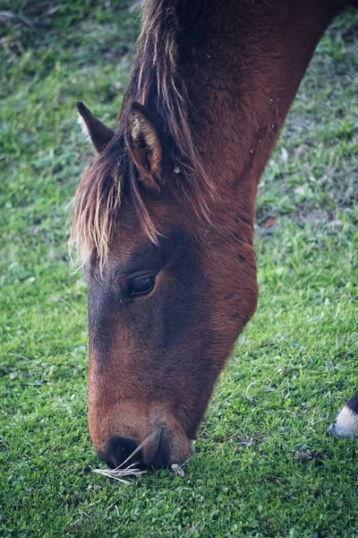 Retrato Cavalo Preto — Fotografia de Stock