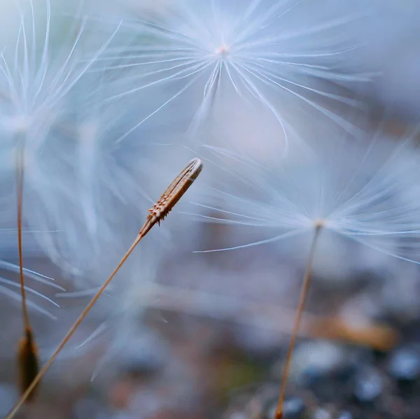 Sihirli Karahindiba Çiçekler — Stok fotoğraf