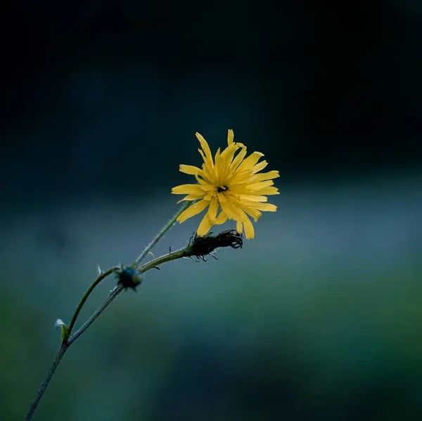 Gele Bloemen Voor Kerstdecoratie — Stockfoto