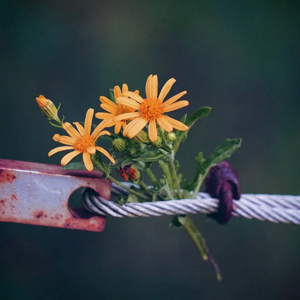 Yellow Flowers Christmas Decoration — Stock Photo, Image