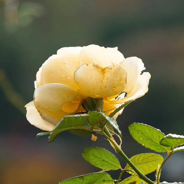 Yellow Flowers Christmas Decoration — Stock Photo, Image