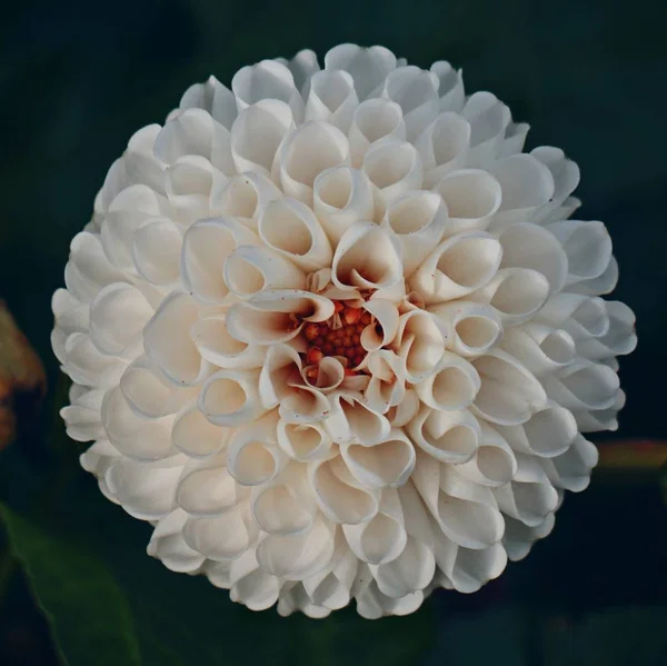 White Flowers Garden — Stock Photo, Image