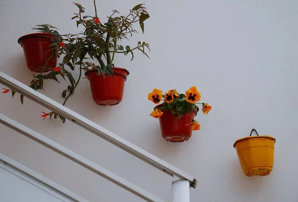Die Roten Blumen Garten — Stockfoto