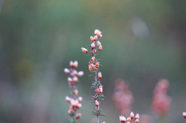 bahçede pembe çiçek