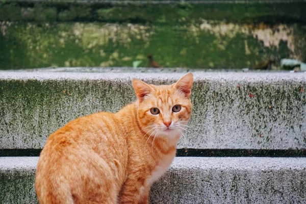 Cat Portrait Street — Stock Photo, Image