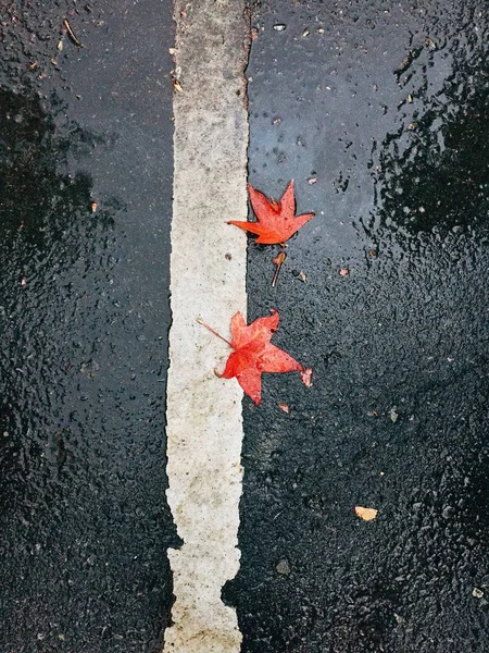 Folhas Coloridas Natureza — Fotografia de Stock