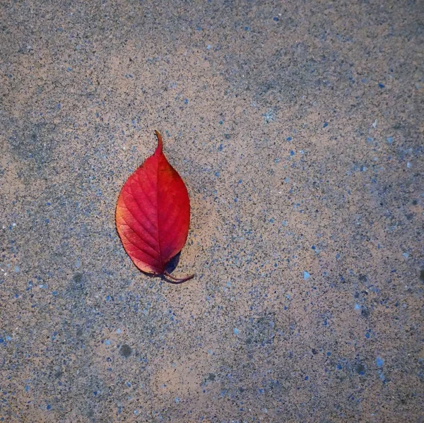 Folhas Coloridas Natureza — Fotografia de Stock