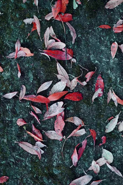 Kleurrijke Bladeren Natuur — Stockfoto