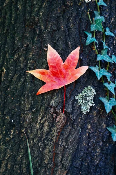 Цветные Листья Природе — стоковое фото