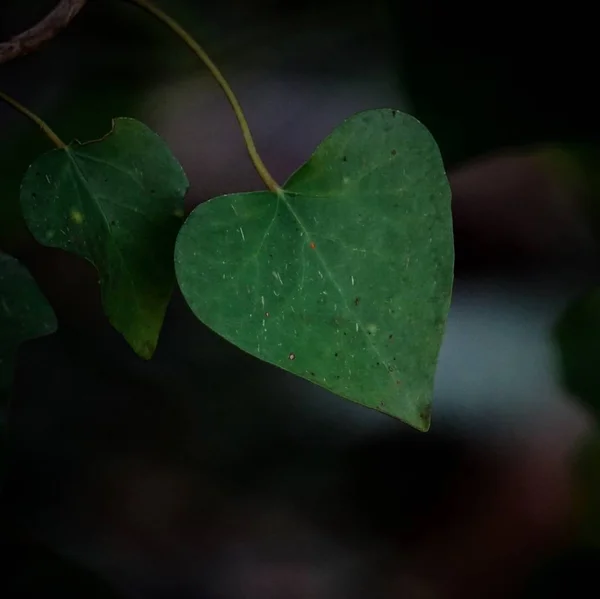 Prachtige Groene Bladeren — Stockfoto