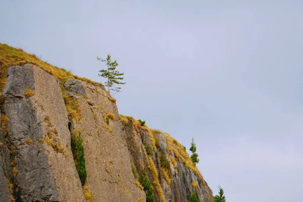 Bomen Bergen — Stockfoto