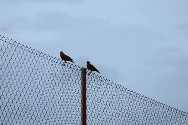 Ptáci Přírodě — Stock fotografie
