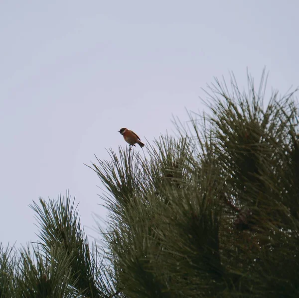 Birds Nature — Stock Photo, Image