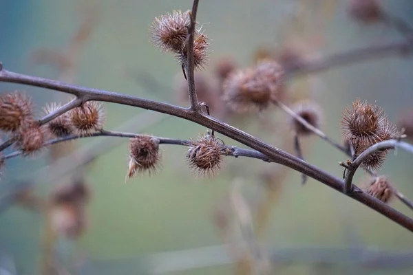 Blommorna Trädgården — Stockfoto