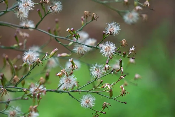 Цветы Саду — стоковое фото