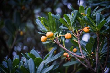                                renkli ağaç dalları 