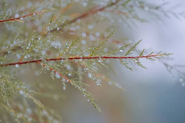 the colorful tree branches