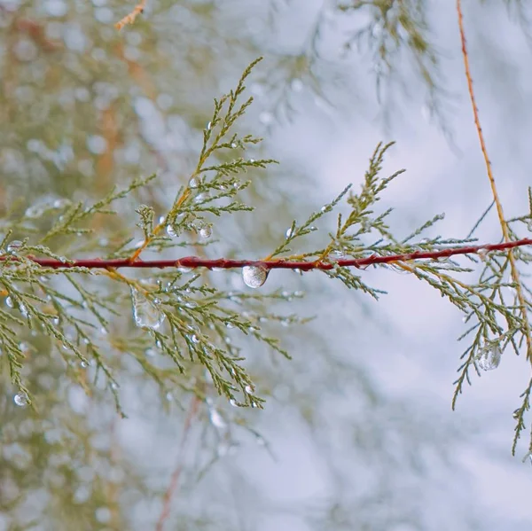 the colorful tree branches