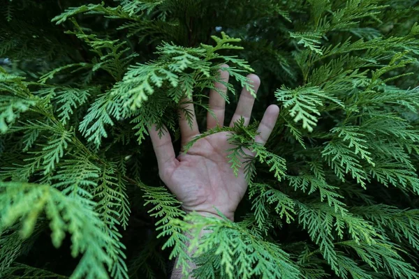 Rami Colorati Degli Alberi — Foto Stock