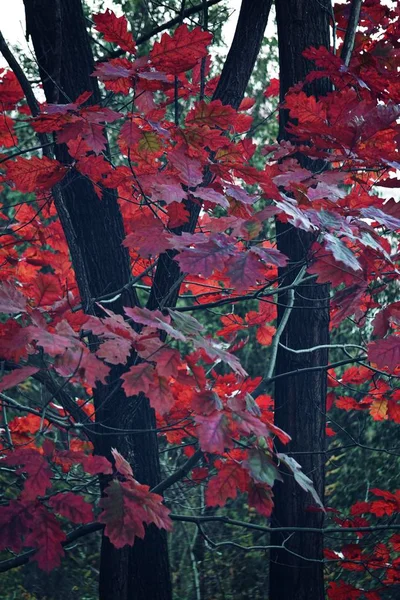 Galhos Coloridos Árvore — Fotografia de Stock