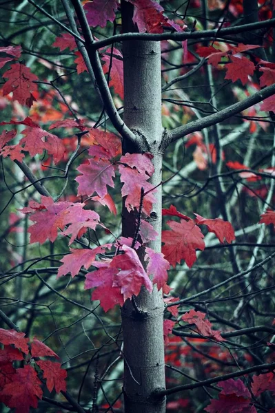 カラフルな木の枝 — ストック写真