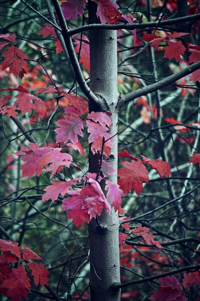 Colorful Tree Branches — Stock Photo, Image