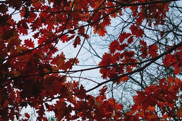 Galhos Coloridos Árvore — Fotografia de Stock