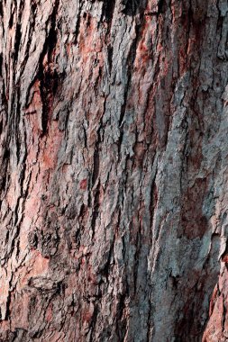 ağaç gövde doku deseninin