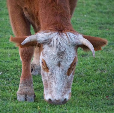                                kahverengi inek portre
