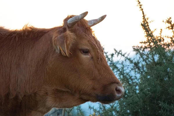 Портрет Коричневої Корови — стокове фото