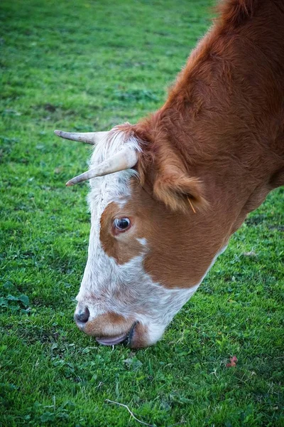Retrato Vaca Marrom — Fotografia de Stock