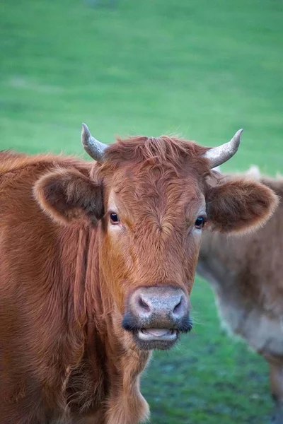 Brun Porträttet — Stockfoto