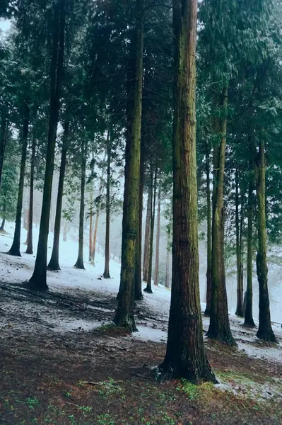 Kar Kış Dağ Ormandaki Ağaçlar — Stok fotoğraf