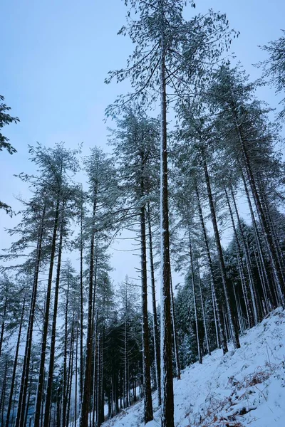 겨울에 숲에서 — 스톡 사진
