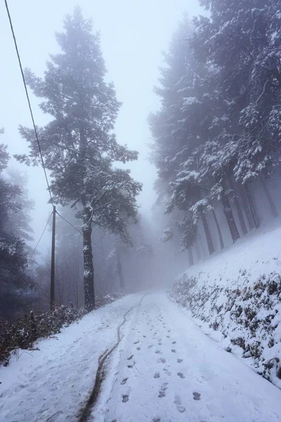 Снег Деревья Лесу Горах Зимой — стоковое фото