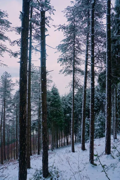 Sníh Stromy Lese Horách Zimě — Stock fotografie