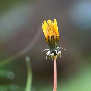                            doğada bahçede güzel sarı çiçek    
