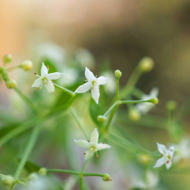 Doğa Bahçe en güzel beyaz çiçekler