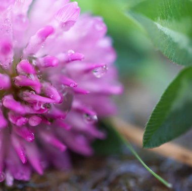                                Doğa Bahçe en güzel pembe çiçekler