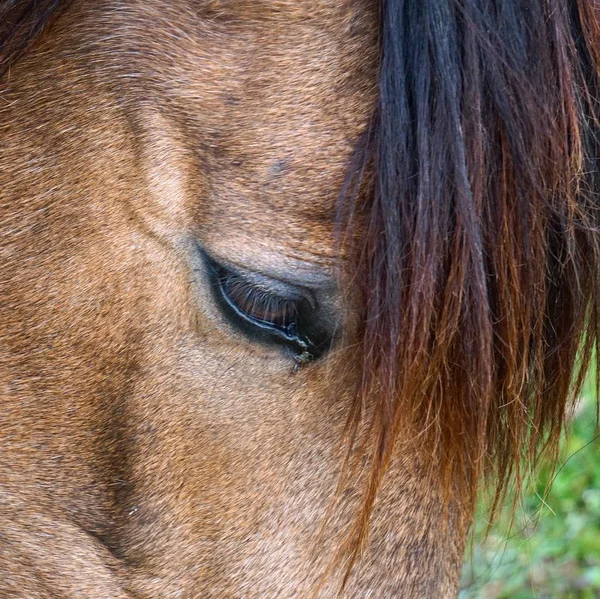 Elegante Cavalo Marrom Retrato Montanha Natureza — Fotografia de Stock