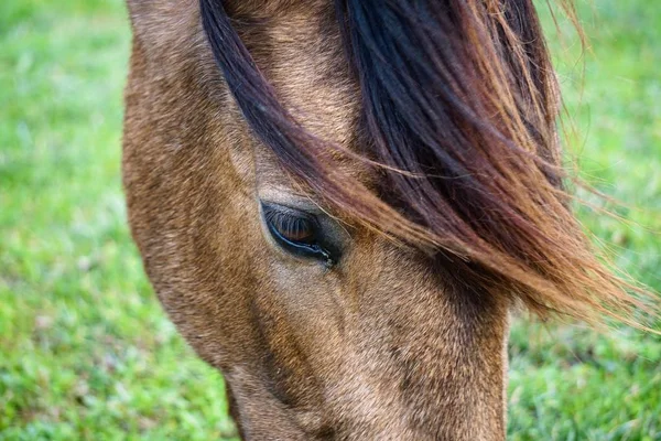 Elegante Cavalo Marrom Retrato Montanha Natureza — Fotografia de Stock