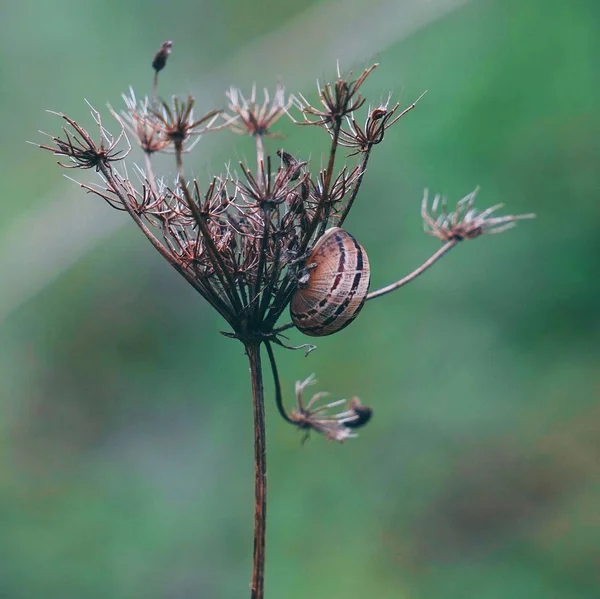 Die Schnecke Auf Der Blume Garten Der Natur — Stockfoto