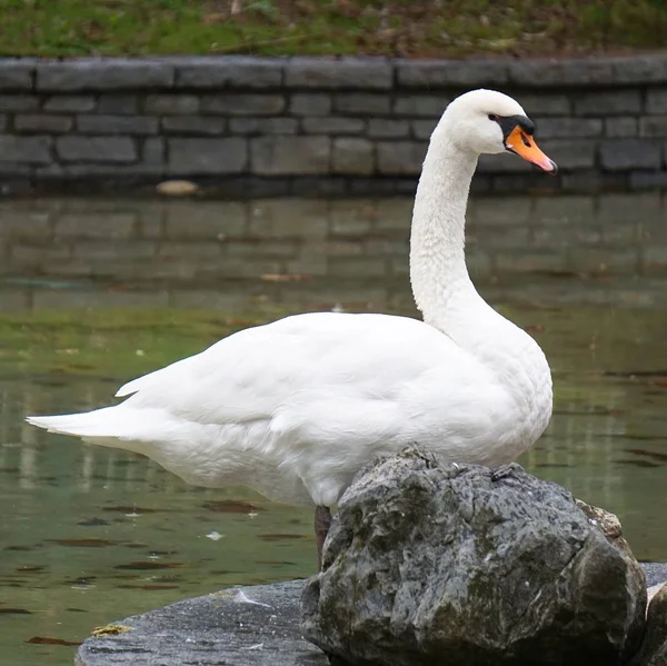 Biały Łabędź Jeziorze Naturze — Zdjęcie stockowe