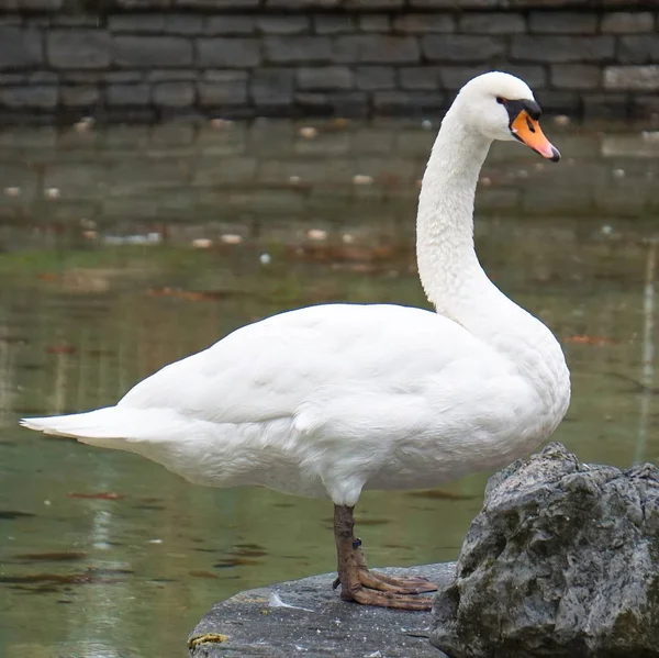 Biały Łabędź Jeziorze Naturze — Zdjęcie stockowe