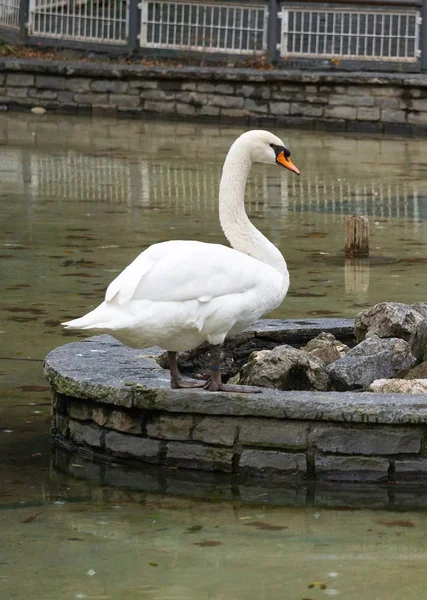 Cisne Branco Lago Natureza — Fotografia de Stock