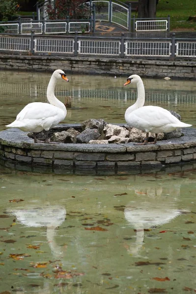 Cisne Branco Lago Natureza — Fotografia de Stock